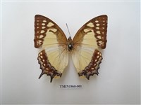 藏品(雙尾蛺蝶)的圖片